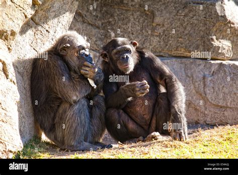 monkey talking to person.